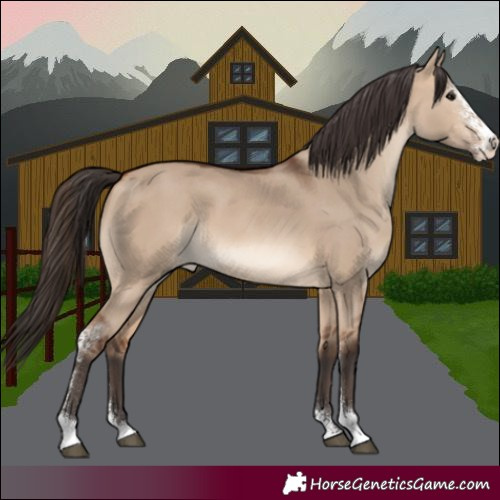 Horse Color:Bay Dun Sabino 