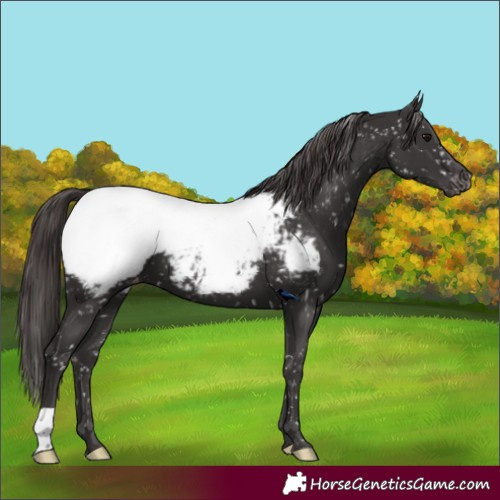 Horse Color:Smoky Black Appaloosa 