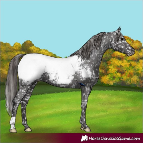 Horse Color:Smoky Black Appaloosa 