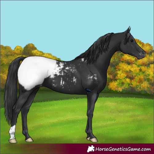 Horse Color:Black Appaloosa 