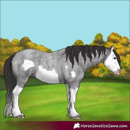 Horse Color:Smoky Blue Roan Splash Frame 