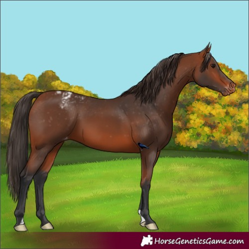 Horse Color:Bay Appaloosa