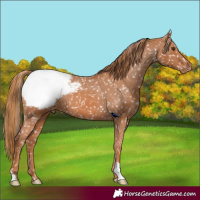 Horse Color:Chestnut Appaloosa 