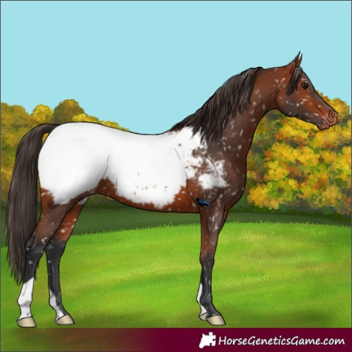 Horse Color:Bay Appaloosa 