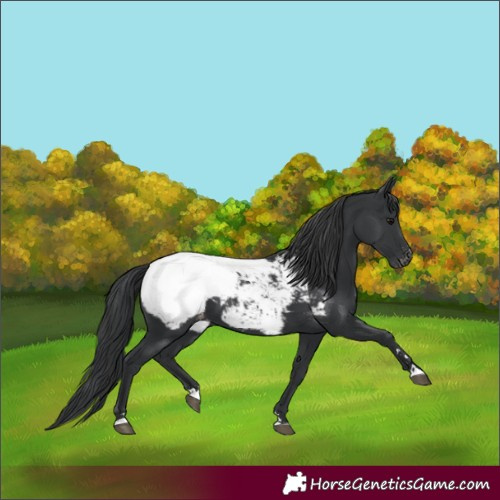 Horse Color:Black Appaloosa