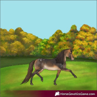 Horse Color:Buckskin Appaloosa