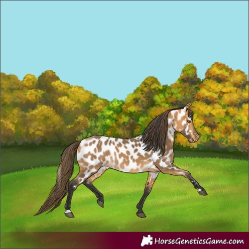 Horse Color:Buckskin Appaloosa 