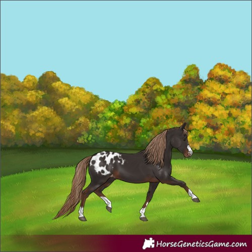 Horse Color:Liver Chestnut Appaloosa 