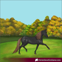 Horse Color:Liver Chestnut 
