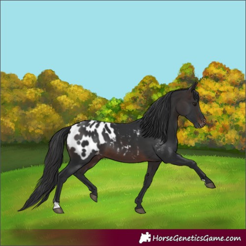 Horse Color:Brown Appaloosa 