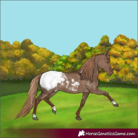 Horse Color:Liver Red Dun Appaloosa 