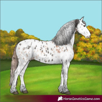 Horse Color:Liver Chestnut Sabino Splash Leopard  and Gold Champagne Sabino Splash Leopard 