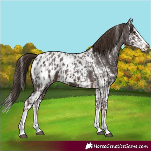 Horse Color:Liver Chestnut Sabino Splash Blanket  and Liver Chestnut Sabino Splash Blanket 