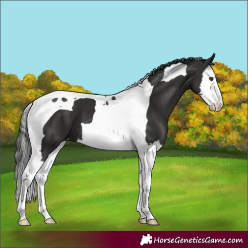 Horse Color:Liver Chestnut Splash Tobiano Appaloosa 
