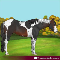 Horse Color:Brown Sabino Tobiano