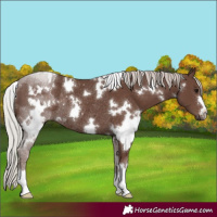 Horse Color:White Spotted Silver Black Rabicano 
