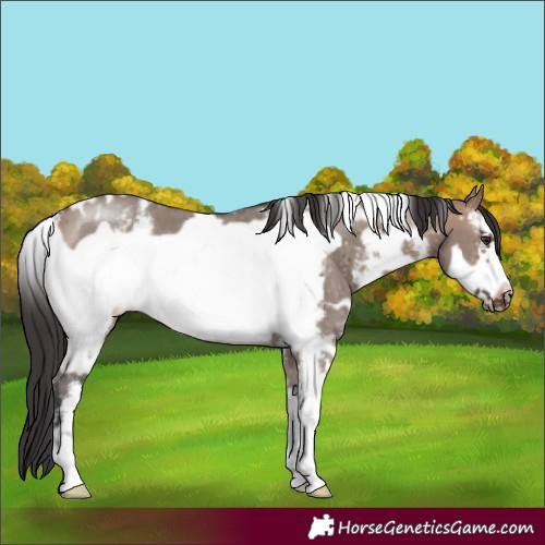 Horse Color:White Spotted Brown Dun Sabino Frame