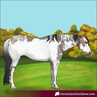Horse Color:White Spotted Brown Dun Sabino Frame 