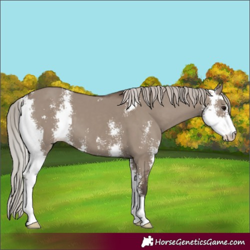 Horse Color:Silver Grullo Sabino 