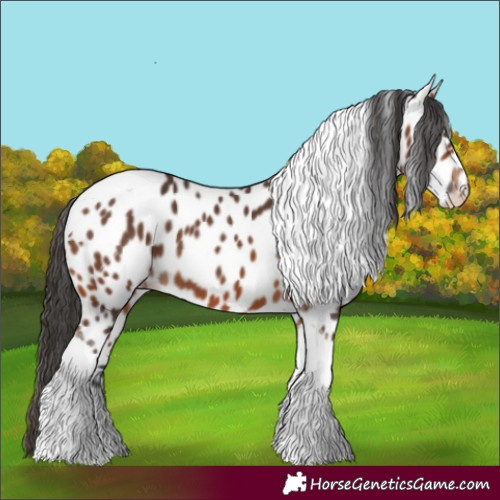 Horse Color:Bay Tobiano Appaloosa 