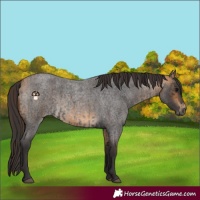 Horse Color:Smoky Blue Roan  and Buckskin Roan 
