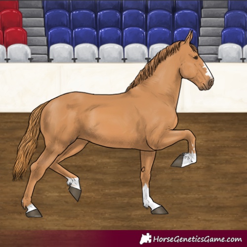 Horse Color:Chestnut 
