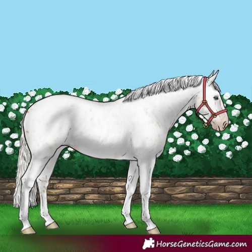 Horse Color:Gray Silver Amber Cream Champagne Roan Dun Splash Tobiano Frame Appaloosa Rabicano 