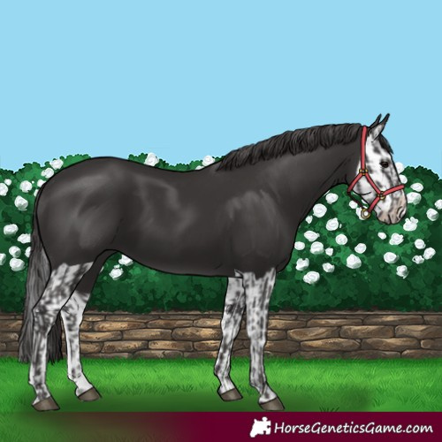 Horse Color:Smoky Black  and Smoky Black Splash 