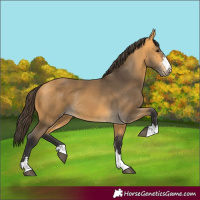 Horse Color:Unknown 