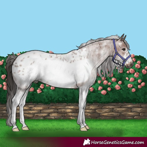 Horse Color:Gray White Spotted Bay Frame Appaloosa 