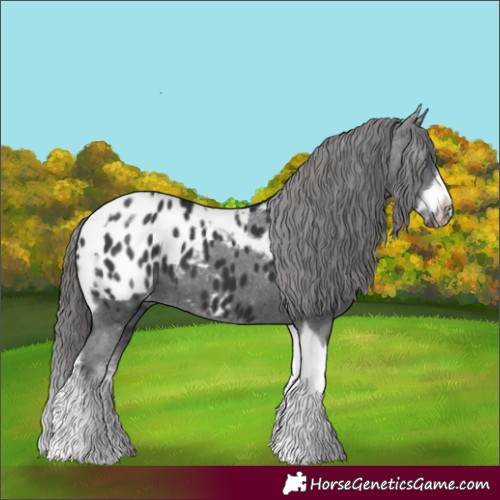 Horse Color:White Spotted Black Splash Tobiano Frame Appaloosa