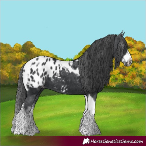 Horse Color:White Spotted Black Splash Tobiano Frame Appaloosa 