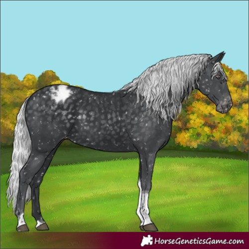 Horse Color:Silver Black Chinchilla Tobiano Appaloosa 