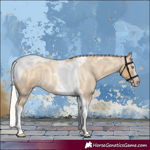 Horse Color:Gray Silver Amber Cream Champagne Roan Dun Splash Tobiano Frame Appaloosa Rabicano 