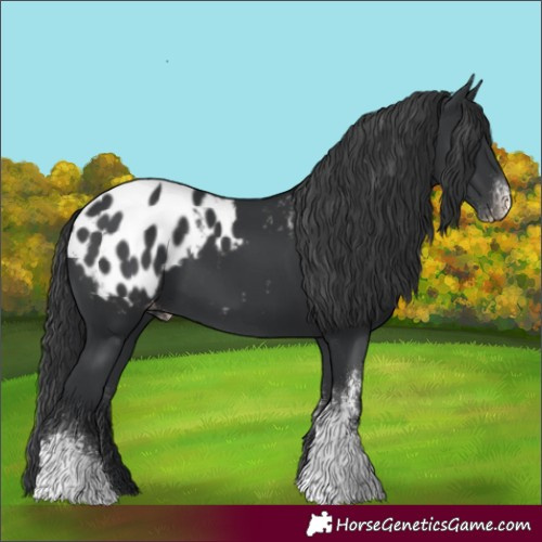 Horse Color:Black Sabino Appaloosa 