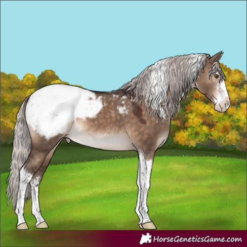 Horse Color:Silver Brown Dun Sabino Tobiano Appaloosa 