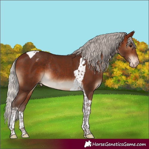 Horse Color:Silver Brown Tobiano Appaloosa Rabicano 