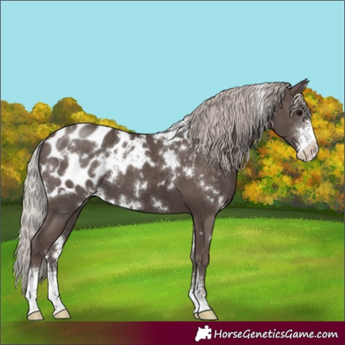 Horse Color:White Spotted Silver Black Sabino Appaloosa 