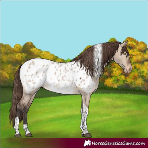 Horse Color:Bay Dun Mushroom Tobiano Near Leopard 