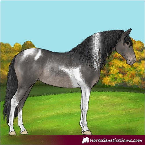 Horse Color:Black Tobiano Appaloosa Rabicano 