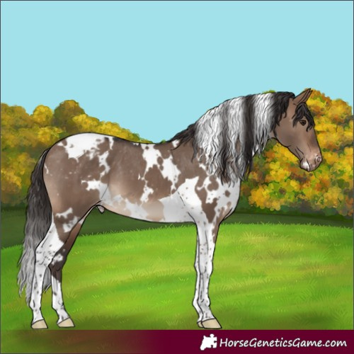 Horse Color:White Spotted Brown Dun Tobiano Blanket 