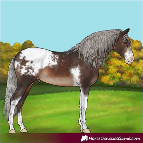 Horse Color:Silver Brown Sabino Tobiano Appaloosa 