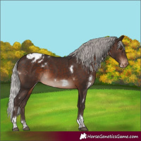Horse Color:White Spotted Silver Brown Mushroom Tobiano Blanket 