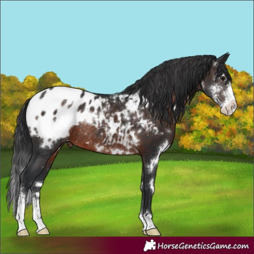 Horse Color:White Spotted Brown Sabino Appaloosa Rabicano 