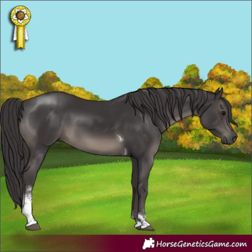 Horse Color:Smoky Black Sabino Tobiano 