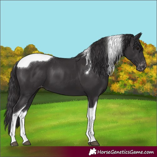 Horse Color:Smoky Black Tobiano Appaloosa 