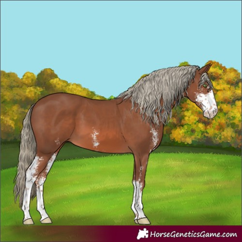 Horse Color:Chestnut Mushroom Sabino
