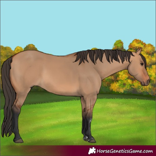 Horse Color:Bay Dun