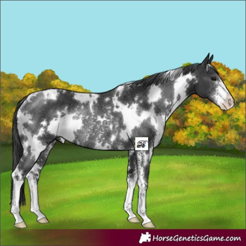 Horse Color:White Spotted Black Sabino Rabicano 