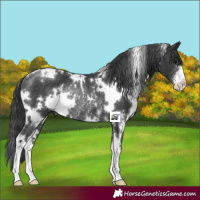 Horse Color:White Spotted Black Sabino Rabicano 